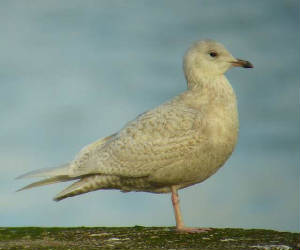 icelandgull_helvick_17feb2007_p1080090.jpg