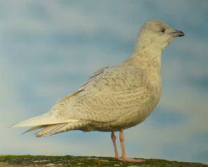 icelandgull_helvick_17feb2007_p1080098.jpg
