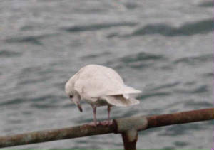 icelandgull_helvick_24022009_img_0594_small.jpg