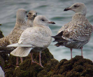 icelandgull_helvick_27jan2007.jpg