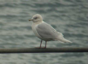 icelandgull_helvick_28022009_p1160159.jpg