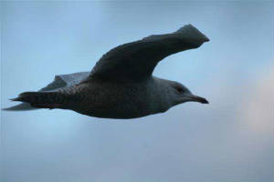 icelandgull_helvick_6feb2007_6105.jpg
