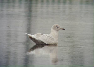 icelandgull_tramore_07012012_mc_snv38558.jpg