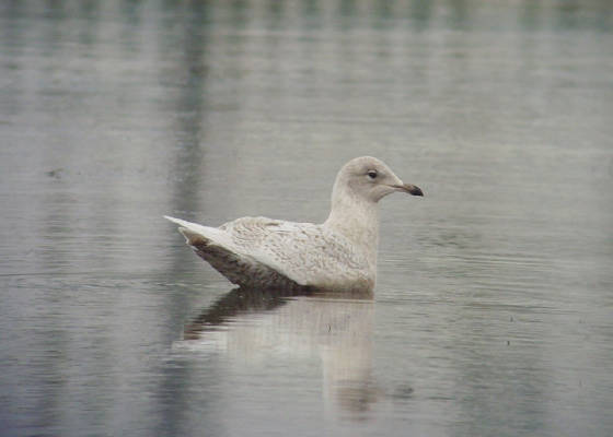 icelandgull_tramore_07012012_mc_snv38558.jpg