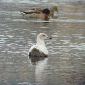 icelandgull_tramore_07012012_mc_snv38571.jpg