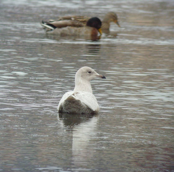 icelandgull_tramore_07012012_mc_snv38571.jpg