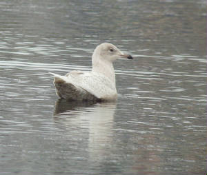 icelandgull_tramore_07012012_mc_snv38574.jpg
