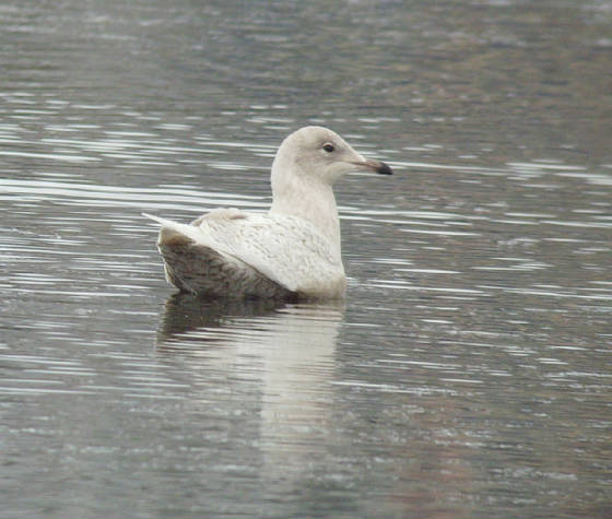icelandgull_tramore_07012012_mc_snv38574.jpg