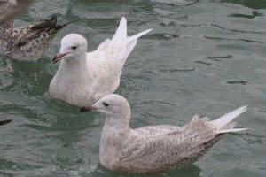 icelandgulls_helvick_14feb2007_img_6461.jpg