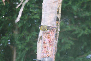 siskin_dungarvan_march2007_img_6983.jpg