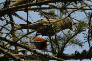 juv1405_crossbill_carrignagour_14052012.jpg