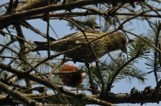 juv1405_crossbill_carrignagour_14052012.jpg