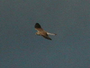 kestrel1_ardmore_18nov2006.jpg