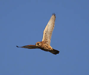kestrel_ardmore_01012012_dc_img_9318_medium.jpg