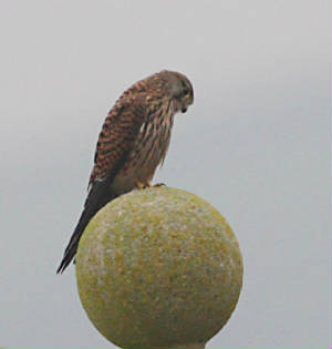 kestrel_ballinclamper_20112011_dc_img_3990_small.jpg