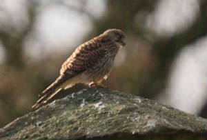 kestrel_ballinclamper_24022009_img_0575_small.jpg