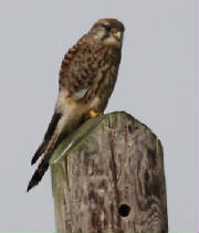 kestrel_ballinclamper_27092013_dc_img_2334_medium.jpg