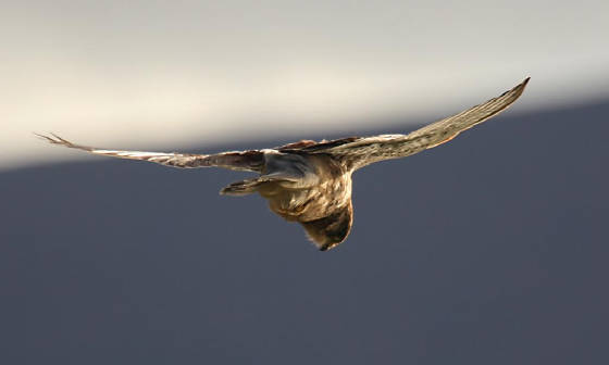 kestrel_ballyvoyle_dc_16012012_img_0834_medium.jpg