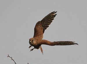 kestrel_crohaun_17032012_dc_img_1297_medium.jpg