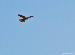 kestrel_eastwfd_rz_18032012.jpg