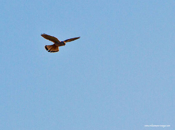 kestrel_eastwfd_rz_18032012.jpg