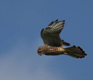 kestrel_helvick_16092012_dc_img_6304_medium.jpg