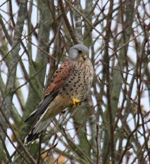 kestrel_nirevalley_15112012_dc_img_0706_medium.jpg