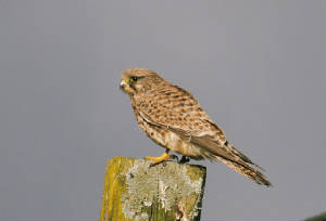 kestrel_nrcappoquin_02112012_adm_1.jpg
