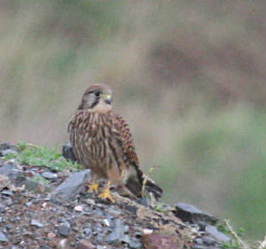 kestrel_watdump_12012012_img_0251_small.jpg