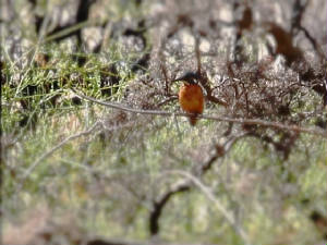 kingfisher1_bunmahon_aug2011.jpg