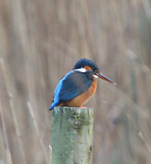 kingfisher_01122011_dc_img_5342_medium.jpg