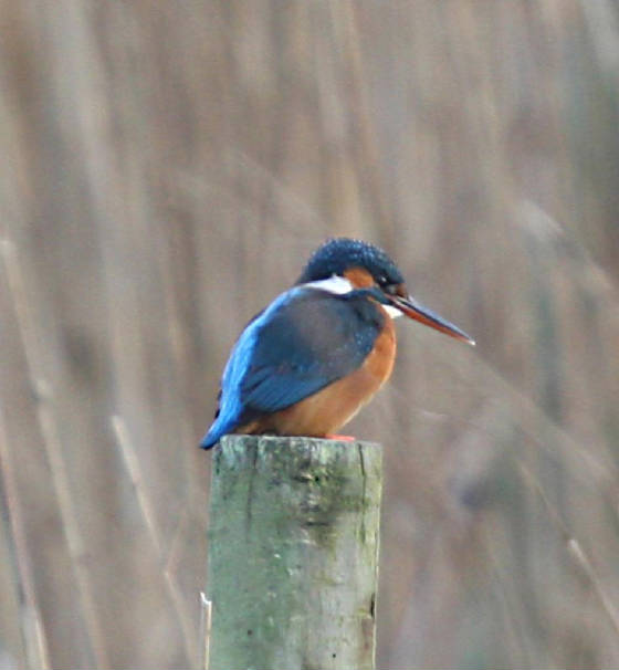 kingfisher_01122011_dc_img_5342_medium.jpg