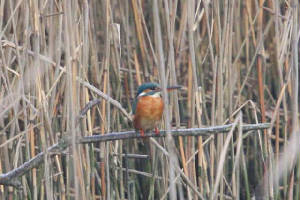 kingfisher_annestown_29012011_img_2810_small.jpg