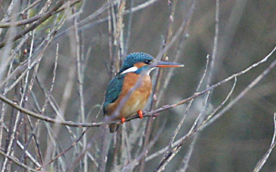 kingfisher_annestown_dc_06012012_img_0015_medium.jpg