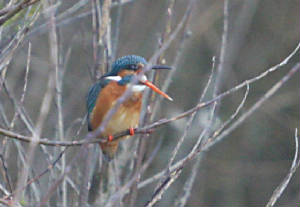 kingfisher_annestown_dc_06012012_img_0045_medium.jpg