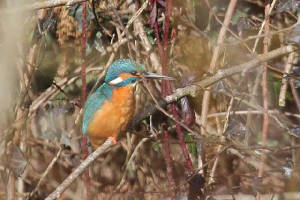 kingfisher_brickey_07030210_img_7884_small.jpg