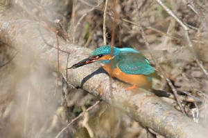 kingfisher_brickey_07032010_img_7967_small.jpg