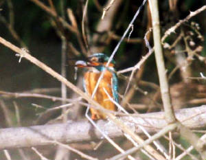kingfisher_brickey_14022009_img_0466_small.jpg