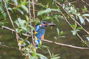 kingfisher_brickey_28052010_img_6542_small.jpg