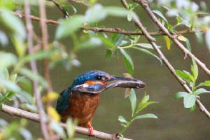 kingfisher_brickey_28052010_img_6607_small.jpg