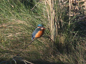 kingfisher_bunmahon_29102012_dc_img_9234_medium.jpg