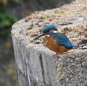 kingfisher_colligan_02042012_dc_img_2617_medium.jpg