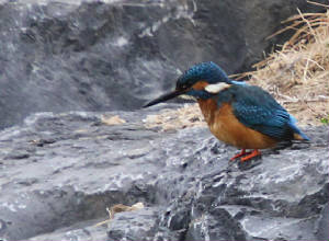 kingfisher_colligan_02042012_dc_img_2630_medium.jpg