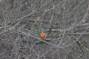 kingfisher_dungarvan_28022010_img_7431_small.jpg