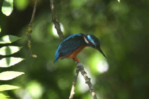 kingfisher_finisk_16062009_img_3673_small.jpg