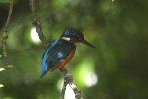 kingfisher_finisk_16062009_img_3680_small.jpg