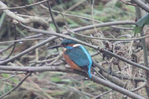 kingfisher_portlaw_14012010_img_2766_small.jpg