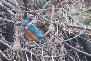 kingfisher_portlaw_14012010_img_2785_small.jpg