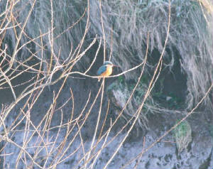 kingfisher_seafield_29012011_123.jpg