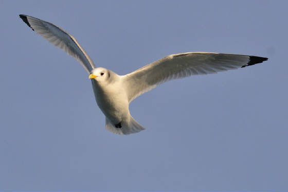 kittiwake_am_08012012.jpg
